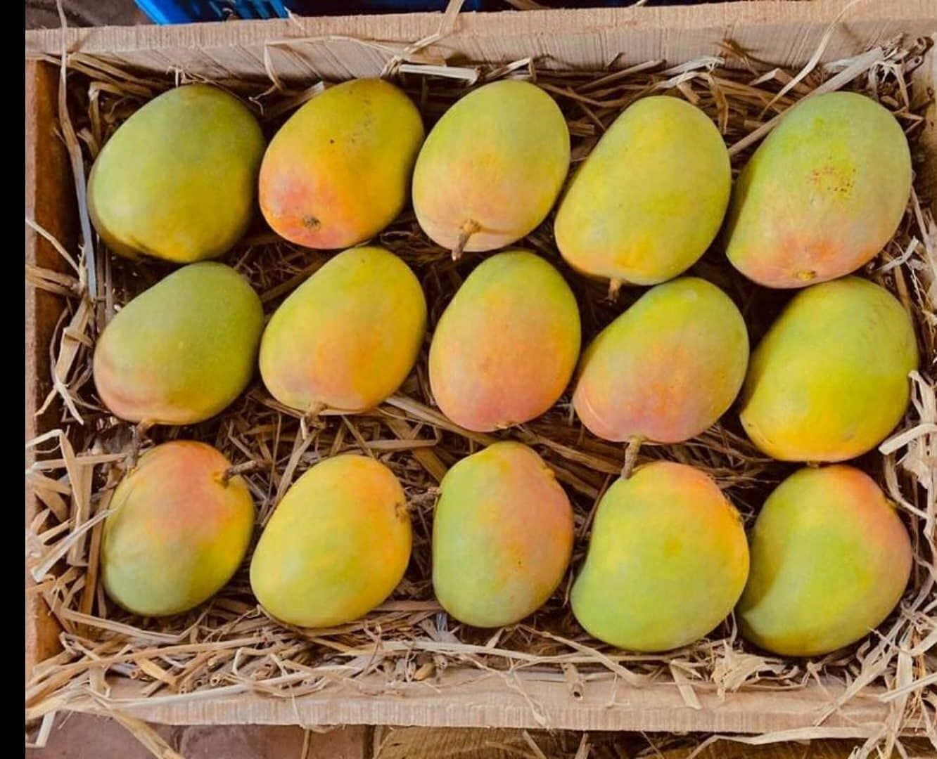 Alphonso Mango